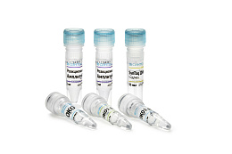 "Amplitub-Beijing" reagent kit for determination of the Beijing genotype of Mycobacterium tuberculosis