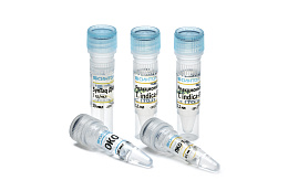 Reagent kit «Tilletia indica-RT»