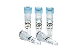 "Wheat streak mosaic virus-RT" reagent kit for detection of wheat streak mosaic virus RNA