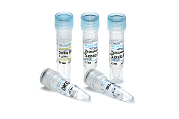 Reagent kit "Synchytrium endobioticum-RT"for detection of DNA causative agent of raka potato