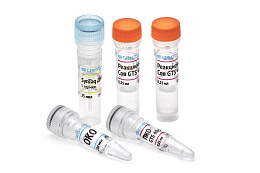 Reagent kit "Soybean GTS 40-3-2 identification"