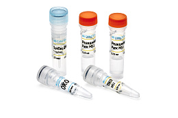 Reagent kit "Rapeseed MS1 identification"