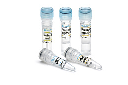 Reagent kit "Bovinae Ident RT"for detection of species-specific DNA cattle (cattle)