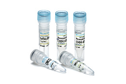 Reagent kit "Clavibacter michiganensis subsp.michiganensis-RT"
