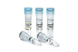 Reagent kit «Stagonosporopsis andigena-RT»