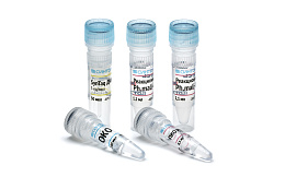 "Candidatus Phytoplasma mali-RT" reagent kit for detection of DNA of the phytoplasma associated with apple proliferation