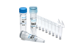 Reagent kit "Potato black ringspot virus-RT"