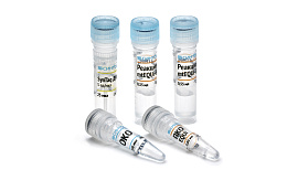 "Equus caballus Ident RT" reagent kit for detection of horse-specific DNA