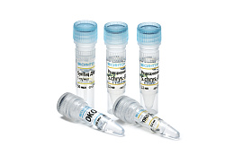 Reagent kit «Stagonosporopsis chrysanthemi-RT»