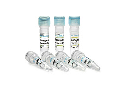 Reagent kit "Amplitub-differentiation"for differentiation of mycobacterial species, included in M. tuberculosis complex (M. tuberculosis, M. bovis, M. bovis BCG)