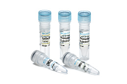 Reagent kit «Ditylenchus destructor-RT»